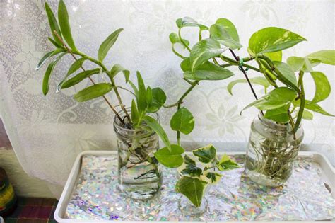 Growing your indoor plants in water | Gardening Forums