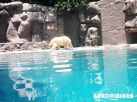 GuadalajaraTurística: Zoológico Guadalajara México