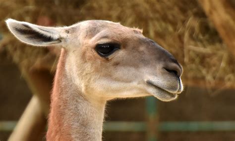 Guanaco | Drupal