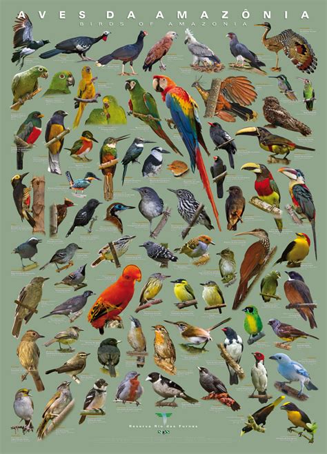 Guia: as aves da Amazônia     o  eco