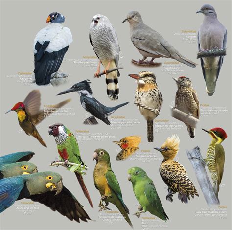 Guia: As Aves da Caatinga |   o  eco
