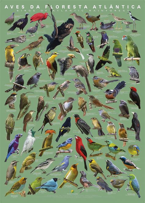 Guia: Aves da Floresta Atlântica Volume 2 |   o  eco