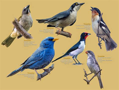 Guia: Aves do Cerrado |   o  eco | passarinhos | Pinterest ...