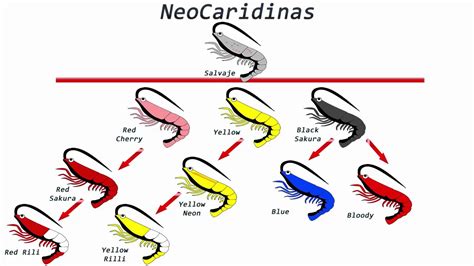 Guía básica Neocaridinas YouTube