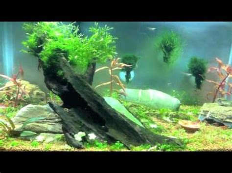 Guia basica para acuario plantados   YouTube