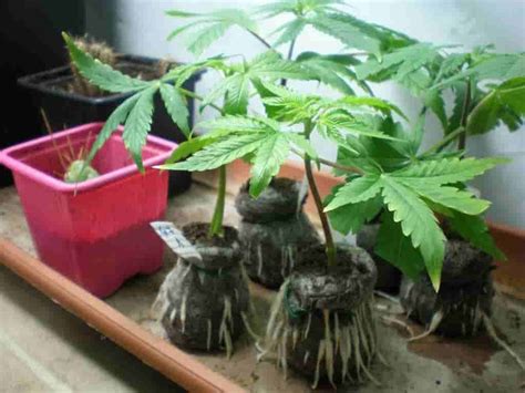Guía completa para el cultivo de marihuana de interior