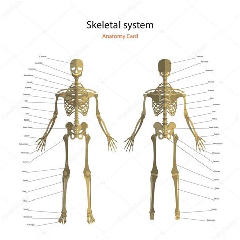 Guía de anatomía del esqueleto humano con explicaciones ...