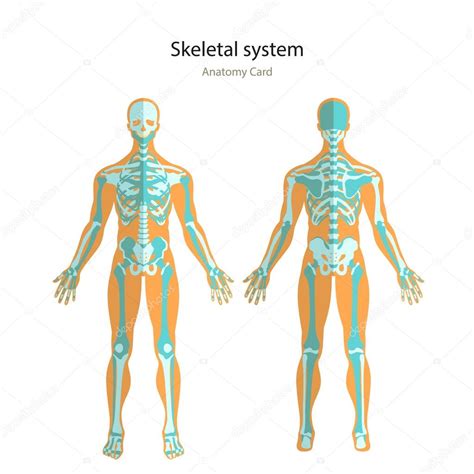 Guía de anatomía del esqueleto humano. Tablero didáctico ...