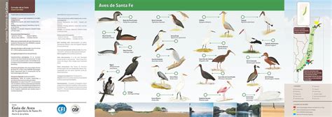 Guia de Aves   Corredor de la Costa Santafesina   Region ...