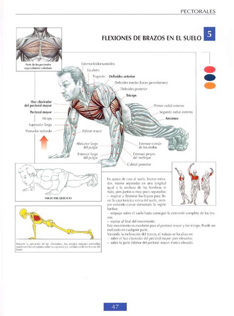 Guia de ejercicios de musculacion – Dietas de nutricion y ...