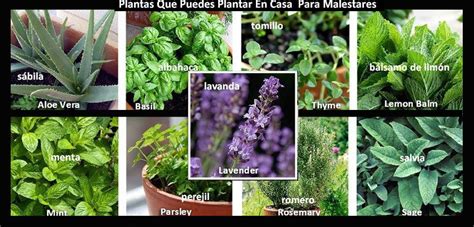 Guía de plantas medicinales   Barcelona Alternativa