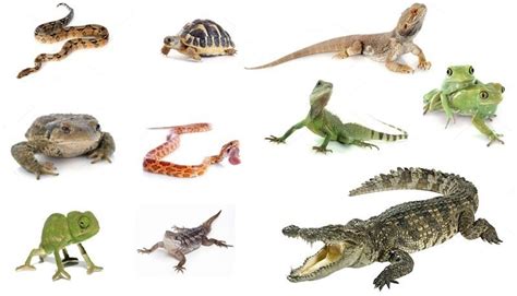 Guía del seguro para iguanas, serpientes, tortugas ...