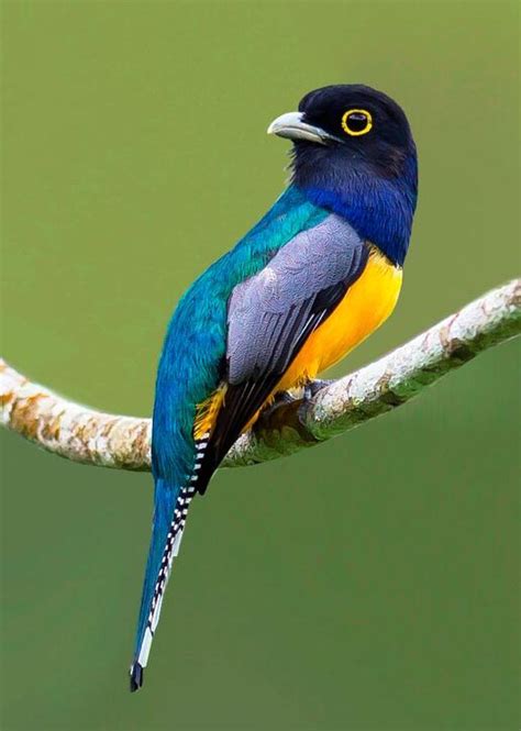 Guianan Trogon Tropical Bird that  Ants