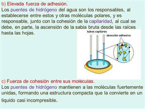 H2O Estructura del agua Ionización del agua Disociación ...