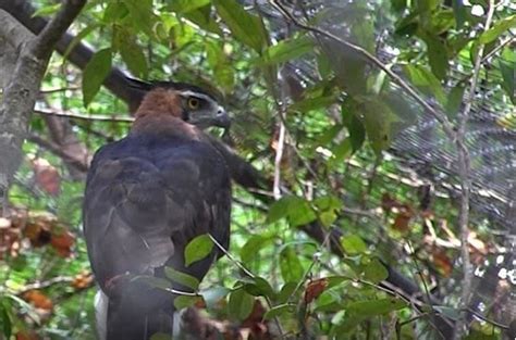 Habitan en Chiapas el 70% de las especies de aves ...