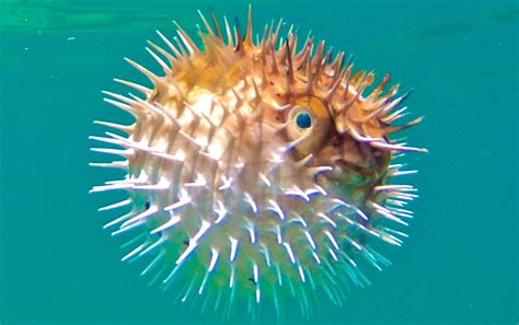 Hábitos reproductivos del pez globo :: Imágenes y fotos