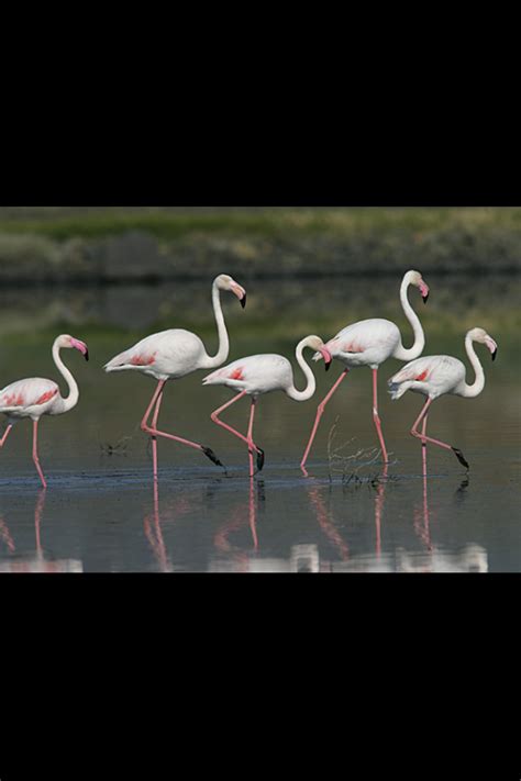 Hacienda Riquelme Blog: Guía de Aves de España / Guide to ...