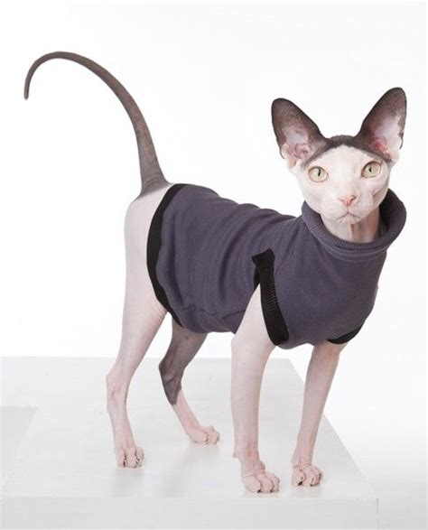 Hairless Cat Couture | A line, Tuxedos and Cat dresses