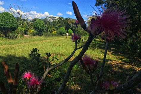 Haiti Chérie: Jardin Botanique des Cayes, attrait et Vocation