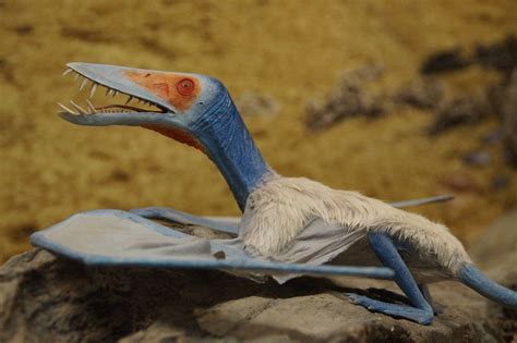 Hallados 215 huevos fosilizados de pterosaurio en China