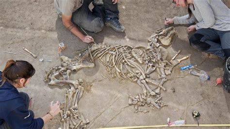 Hallan en España huesos fósiles de tapir de 3 millones ...