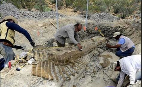 Hallan un yacimiento de huesos fósiles de dinosaurio en España