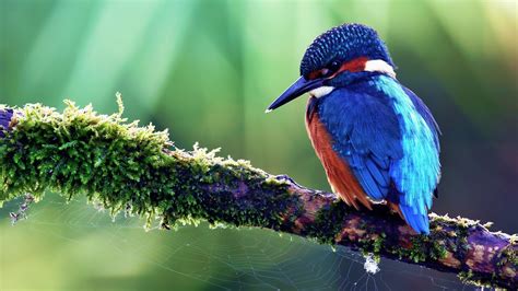 Hallar Fotos De Aves Exóticas Del Mundo Gratis | Postales ...