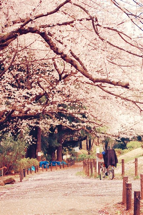 Hanami, la floración de los cerezos en Japón | Blog de ...