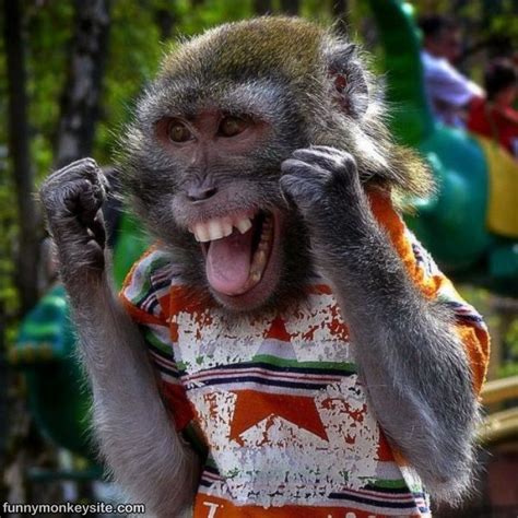 Happy Monkey   Funny Monkey Pictures