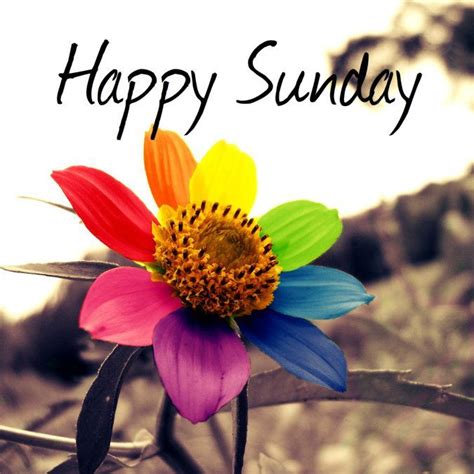 Happy Sunday Colorful Flower Pictures, Photos, and Images ...