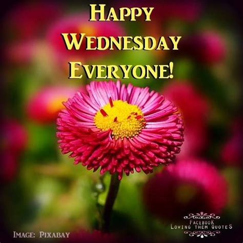 Happy Wednesday Everyone Pictures, Photos, and Images for ...