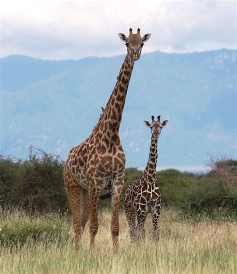 Happy World Giraffe Day! | Cincinnati Zoo Blog