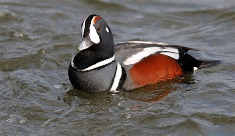 Harlequin duck   Wikipedia