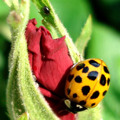 Has anybody seen ladybugs this year? | Gardening Forums