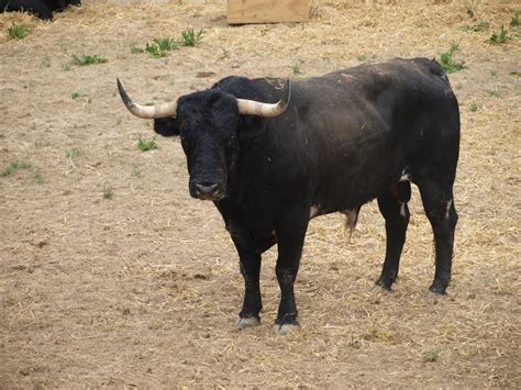 Hasta el rabo todo es toro: La Feria del Toro