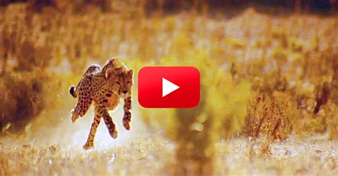 Have You Ever Wondered How Cheetahs Can Run So Fast? | The ...