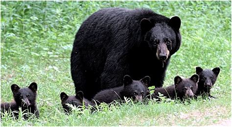 Have you Seen Bears in Harriman State Park? | My Harriman