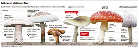 Hay al menos 9 especies de hongos tóxicos | Noticias al ...