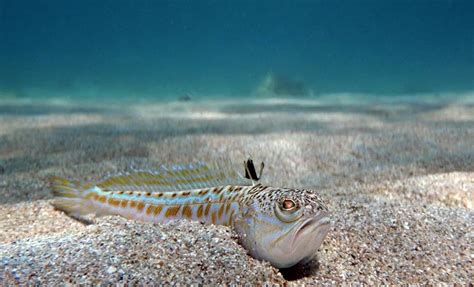 ¿Hay en el mar Mediterráneo fauna potencialmente peligrosa?