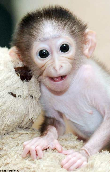 HD Animals Wallpapers: Smiling Monkey Pictures, Baby ...