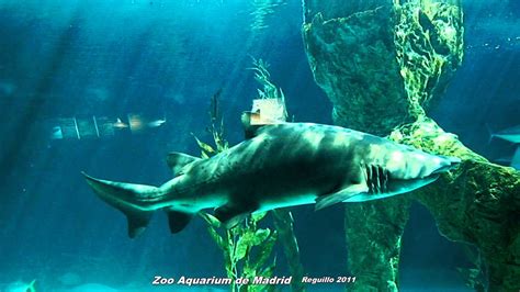 HD   Tiburones en el Zoo Aquarium de Madrid   YouTube