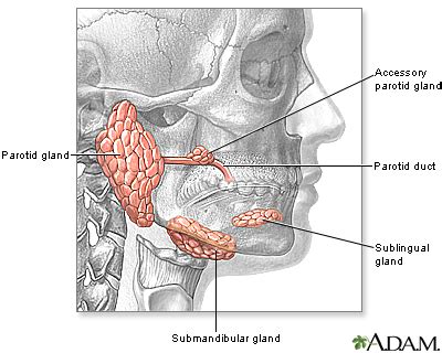 Head and neck glands: MedlinePlus Medical Encyclopedia Image