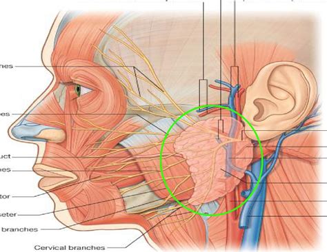 Head & Neck   Biology 020.375 with Teaford at Johns ...