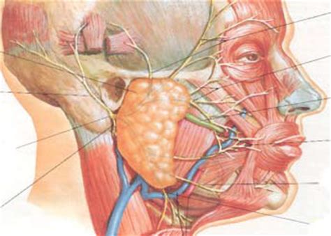 Healthy Ranula: Anatomy and Physiology of the Salivary ...