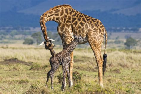 heartwarming pictures show giraffe giving birth to baby ...