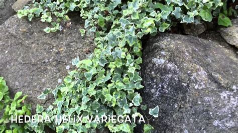 Hedera helix variegata. Garden Center online Costa Brava ...