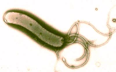 Helicobacter   microbewiki