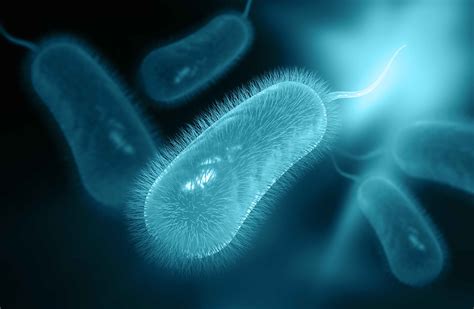 Helicobacter pylori – Symptome, Ursachen und Behandlung
