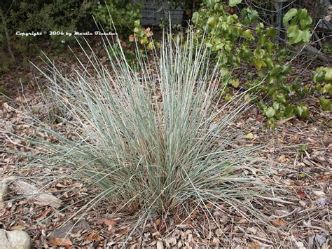 Helictotrichon sempervirens | Blue Oat Grass | California ...