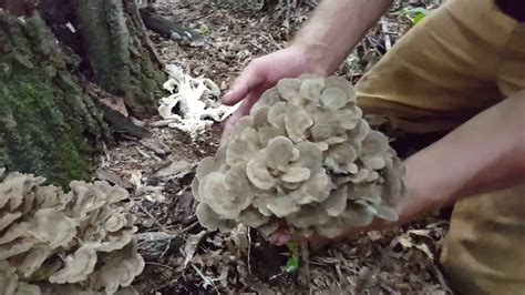 Hen of the woods foraging 2016 in Minnesota  Grifola ...